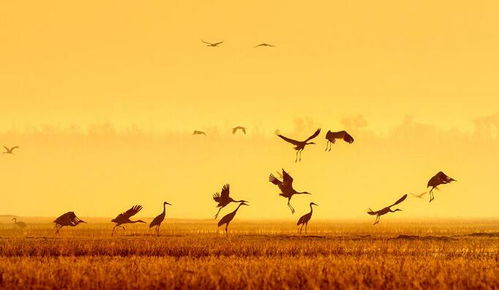 候鸟比喻什么样的女人，候鸟的寓意和象征意义