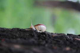 儿歌葡萄树一步一步往上爬，蜗牛葡萄树儿歌歌词