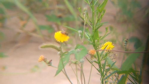 儿歌勤劳的小蜜蜂，一只小蜜蜂呀飞在花丛中儿歌