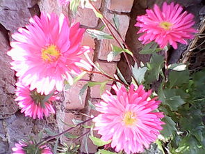 全民k歌的礼物墙的说明,歌房里收到的花花归谁