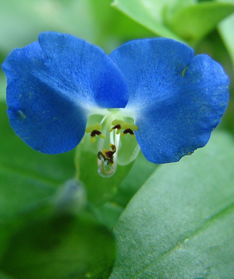 兰花草表达什么意思，兰花草寓意及花语