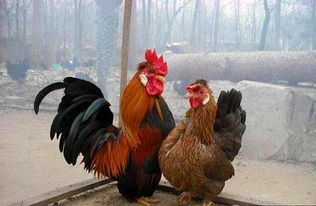 公鸡头母鸡头儿歌，公鸡母鸡吃黄豆儿歌