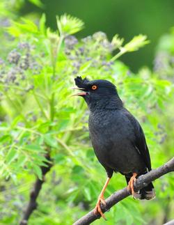 八哥鸟唱歌是鸟唱还是配的音,八哥鸟原声