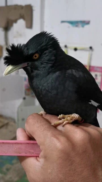 八哥会唱歌是合成的，真实的八哥唱歌视频