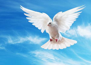 关于白鸽的深情文案，人与鸽子的和谐唯美句