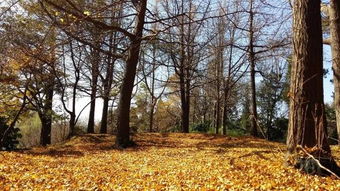 关于秋天的经典歌曲,最好听的秋天歌曲