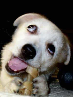 关于和宠物感情的歌,发狗狗的视频配什么歌曲