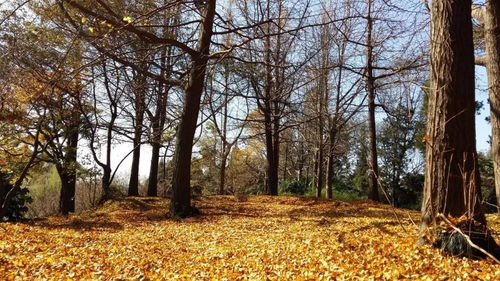 关于秋的歌曲怀旧的，最好听的秋天歌曲