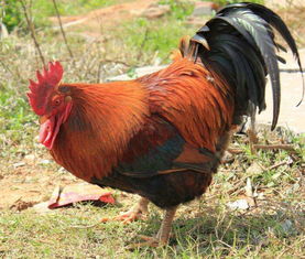 公鸡叫的歌曲是哪首，有一首鸡叫的神曲叫什么