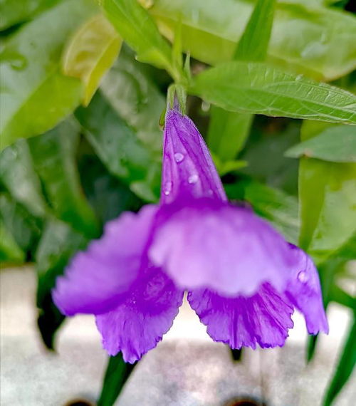 兰花草表达了什么感情，兰花草代表什么寓意