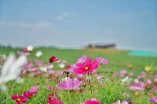 全网最火我是你的格桑花，抖音最火歌曲格桑花