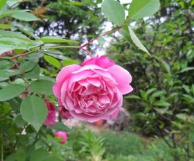 别人送我的k币怎么用，k币和鲜花哪个好