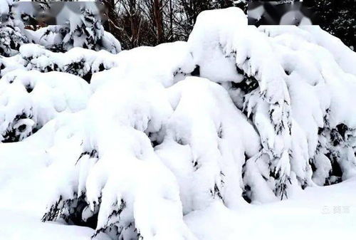 初见雪代表什么寓意，初雪对情侣意味着什么