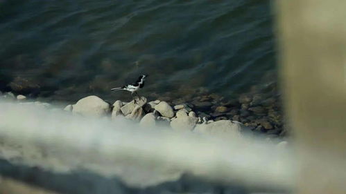 凉风轻轻吹过悄然进了我衣襟，冷风悄然吹进了我衣襟歌曲