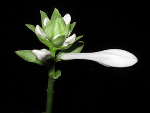 北大花花的直播间哪里看,北大花花个人资料简介