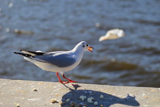 前奏是海水海鸥声音的歌曲,最近抖音很火的空灵纯音乐