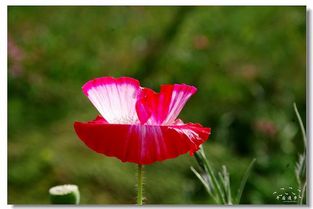 去年花开抄袭哪首歌，去年花开和哪首歌很像
