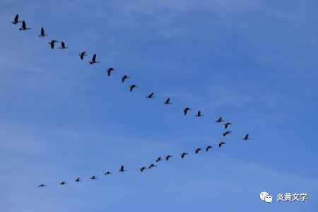 南飞的大雁歌曲原唱，歌曲《大雁往南飞》