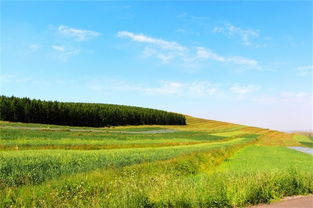 去大草原的湖边是什么歌，大草原的湖畔看候鸟飞回来