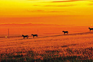十首最好的草原老歌，久别的草原舞蹈视频