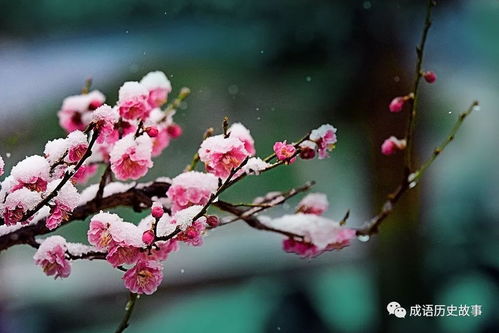 台湾《梅花》歌曲,梅花歌曲为什么被大陆禁