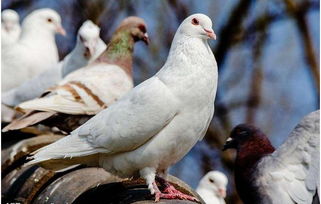 可爱的鸽子鸽子我喜欢你,人与鸽子的和谐唯美句