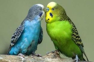 吸引鹦鹉的音乐，鹦鹉听了会开心的音乐