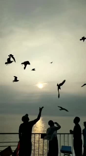 向南飞,彩云在跟随是什么歌，《雁南飞》原唱