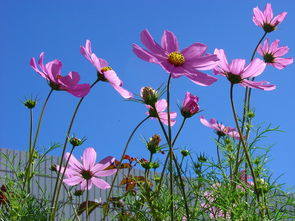 含有格桑花的歌词,格桑花的唯美歌词