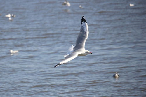 周杰伦开头是海浪声和海鸥叫，周杰伦 开头是鲸鱼叫声的歌