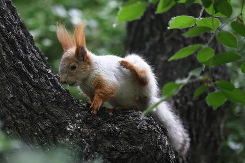 哎呀刺挠呀闹心吧啦这是什么歌，哎呀歌曲