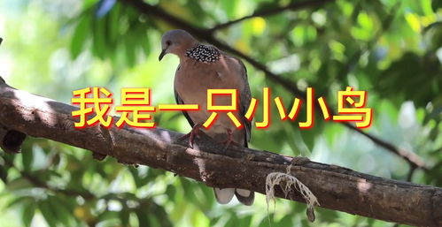 和小鸟有关的歌曲，我是一只小小鸟女生版