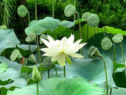 和莲花有关的一首歌,赞美莲花的词