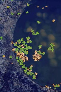 四面歌残终破楚,山河破碎风飘絮