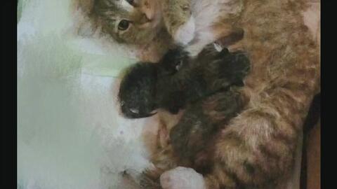 喵喵喵喵喵喵喵喵喵是什么歌曲，抖音bgm喵喵喵喵喵喵喵