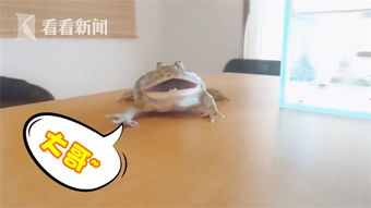 喔欧喔喔欧欧哇喔喔欧喔歌词，抖音歌曲wowowowo英文歌