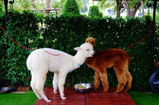 四季如春是指什么动物，四季如春的人