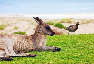 四季如春打一个动物，四季如春打一个最佳答案生肖