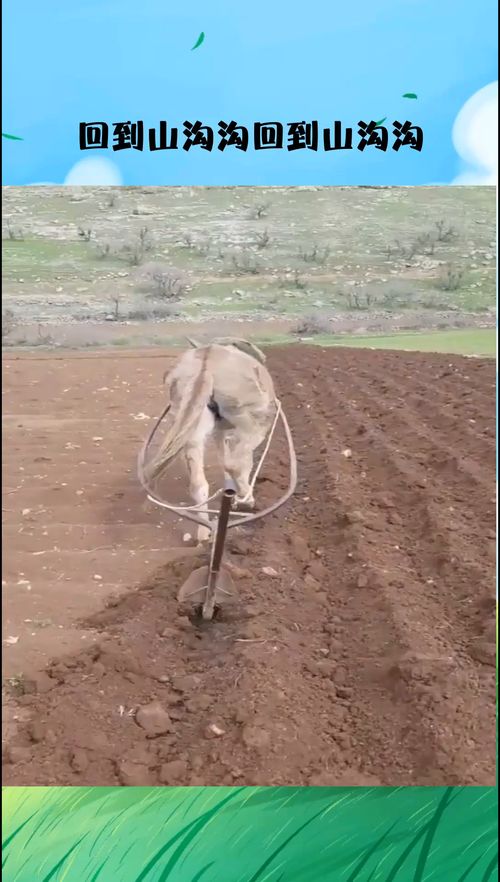 回到山沟沟原唱，回到山沟沟原创广场舞