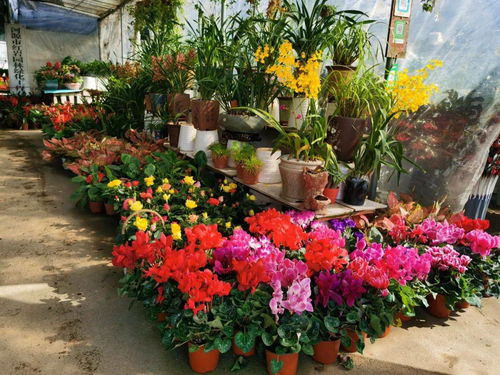 在歌房怎么把花输给别人,花场要跟客人睡吗