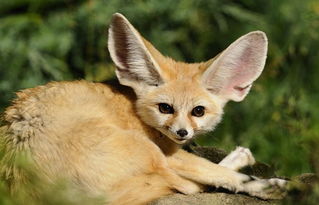 声打一个正确动物,声名大噪代表生肖