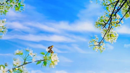 多年以后这首歌表达了什么情感,多年以后有什么寓意