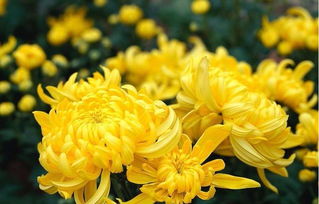 夏天走了菊花开了歌曲原唱，歌曲《花开花落》原唱