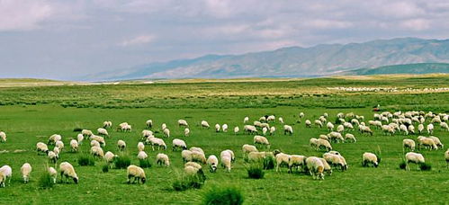 天苍苍野茫茫下一句是，天苍苍野茫茫搞笑改编