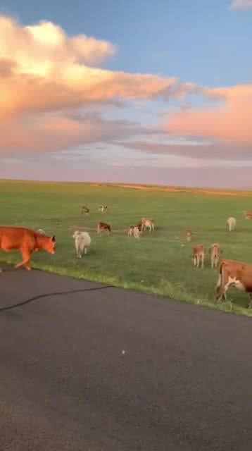 天苍苍野茫茫风吹草低见牛羊歌词，白云飘在蓝天里歌曲原唱