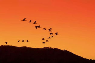 太阳啊霞光万丈,雄鹰啊展翅飞翔，霞光万丈是什么歌曲