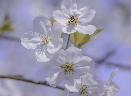 好春光不如梦一场什么歌，《春暖花开》原唱