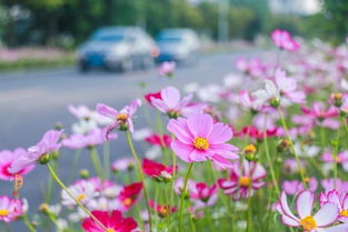 女版你是我的格桑花，网红唱格桑花的女歌手