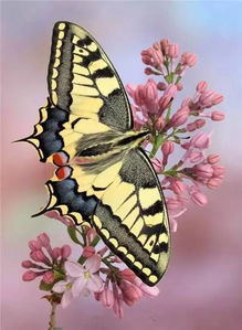 如是风吹不见蝴蝶是什么歌,蝴蝶为花醉,花却随风飞