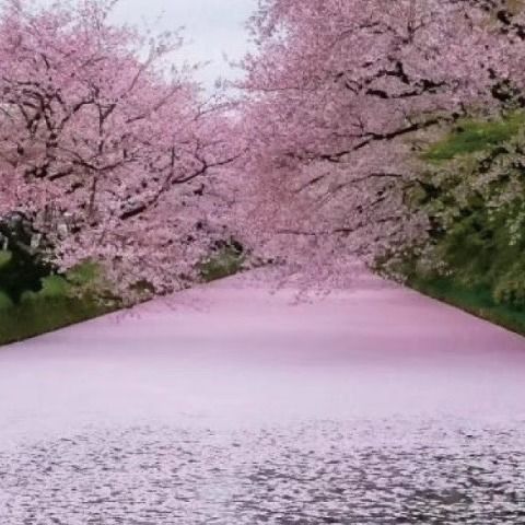 如果人生啊如果岁月啊什么歌,岁月催人老什么歌